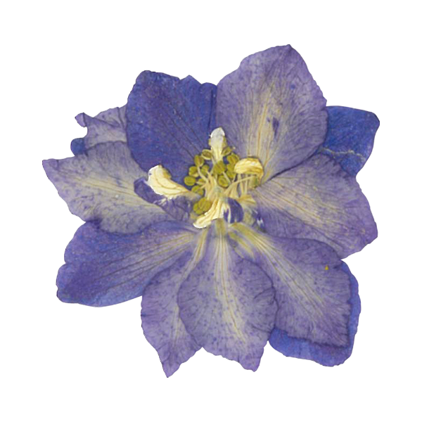 Delphinium flower