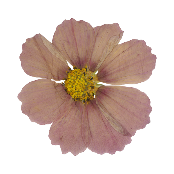 Pink Garden cosmos flower