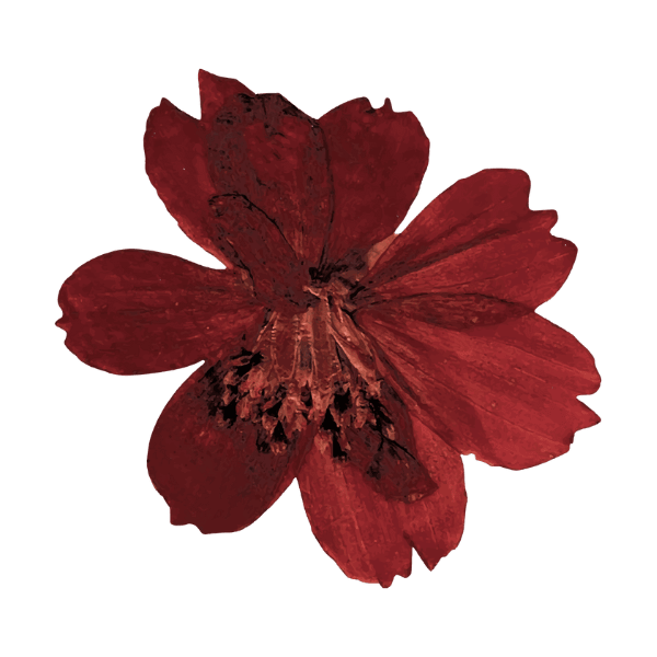 Red Garden Cosmos flower