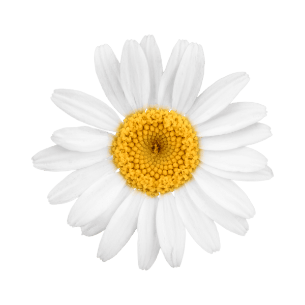 A white daisy
